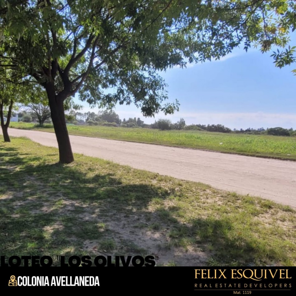 NUEVO LOTEO “LOS OLIVOS” EN EL MEJOR PUNTO DE COLONIA AVELLANEDA
