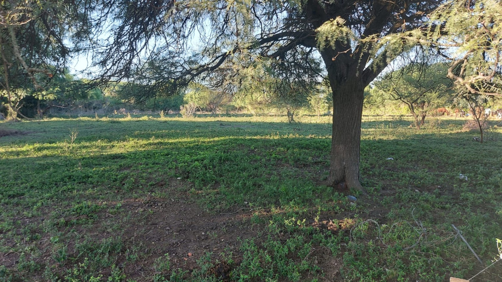 VENTA - LOTE 300 M2 - LOS JUNQUILLOS