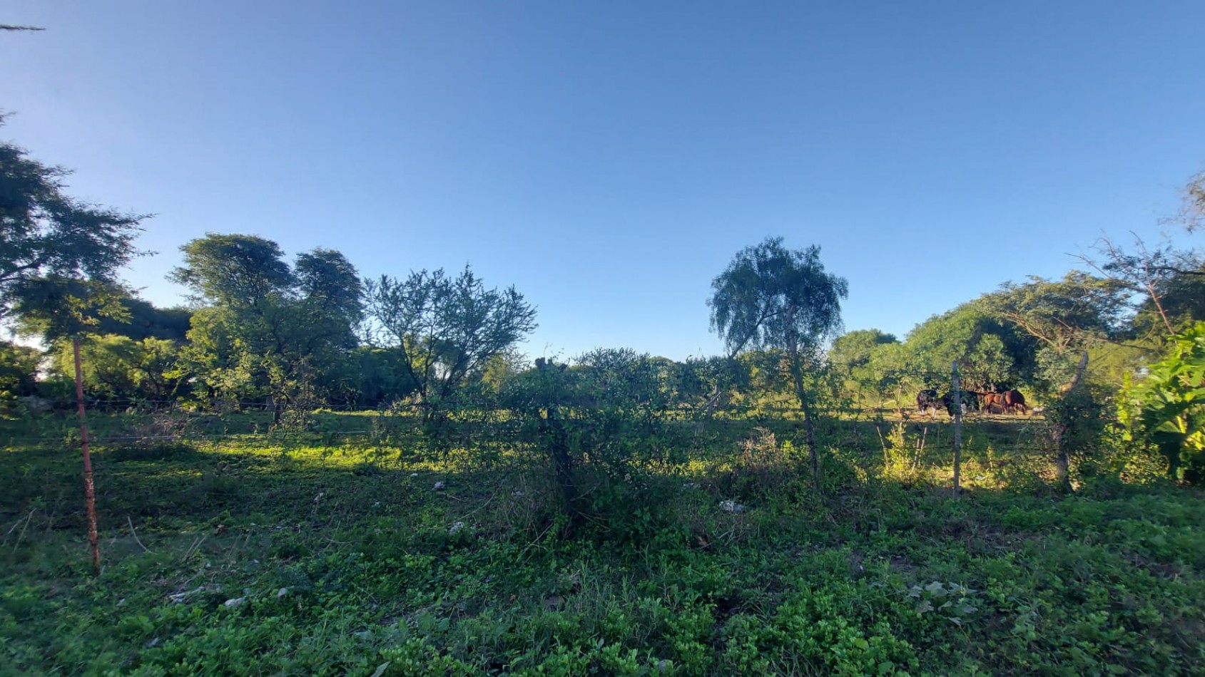 VENTA - LOTE 300 M2 - LOS JUNQUILLOS